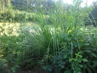 SAM_2046.webp