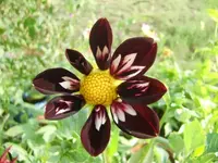 CIMG9970.webp