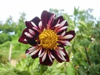 CIMG9980.webp