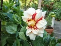 CIMG9954.webp