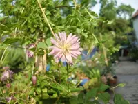 CIMG9974.webp