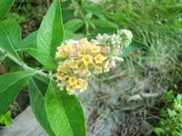 CIMG9958.webp