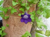CIMG9978.webp