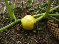 BILD2392.webp