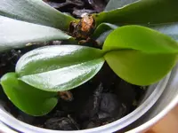 Orchidee.webp