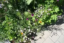 Schmetterlings- und Blumenwiese 17.08.13.webp