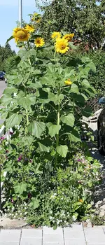 Sonnenblumenbeet 17.08.13.webp