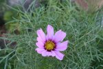 Cosmea 17.08.13.jpg