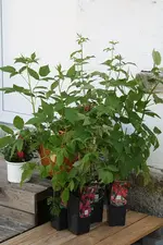 Himbeeren 17.08.13.webp