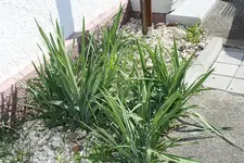 Palmlilie 17.08.13.webp