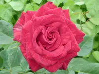 red intuition1.webp