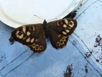 neugieriger Rispenfalter.webp