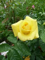emil nolde2.webp