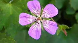 DSCN5365.webp