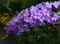 P1080451.webp