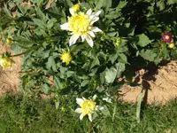 image.webp