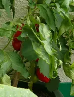 Tomaten1.webp