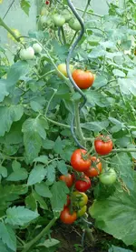 Tomaten2.webp