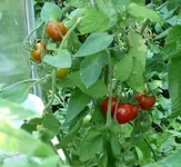 Tomaten3.webp