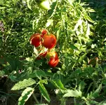 Tomaten4.webp