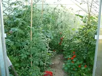 Tomatendschungel.webp