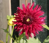 Dahlie rot.webp