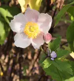 Herbstanemone zart_rosa.webp