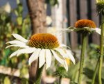 Echinacea weiss.jpg