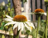 Echinacea weiss.webp