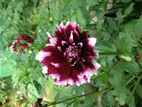 image.webp