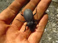 käfer.webp