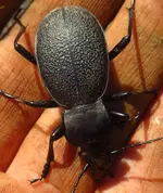 käfer2.webp