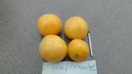 SAM_2314.webp