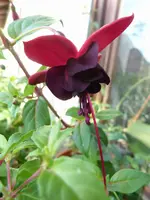 lady in Black1neu.webp