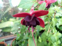 Lady in Black 2neu.webp