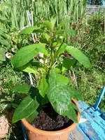 fuchsia aborescens.JPG