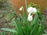 Copy of IMG_4528v.webp