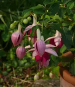 Fuchsie.webp