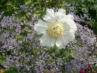 101_1388.webp