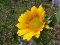 101_1485.webp