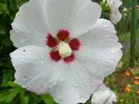 CIMG4715.webp