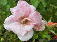 CIMG4701.webp