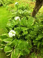 CIMG4700.webp
