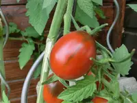 CIMG4691.webp
