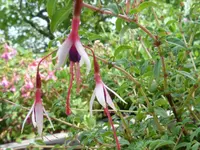 Fuchsia Arauco1.webp