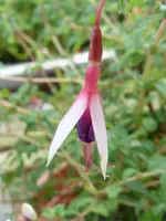 Fuchsia Arauco2.webp
