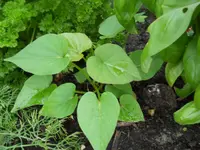 DSCN2428.webp