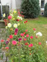 DSCN2433.webp