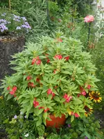 DSCN2434.webp