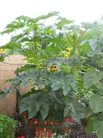 DSCN2430.webp